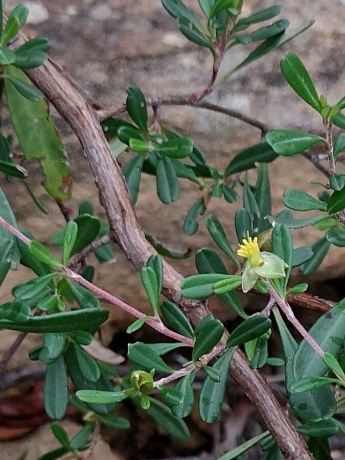 Hibbertia monogyna — houseplant care guide