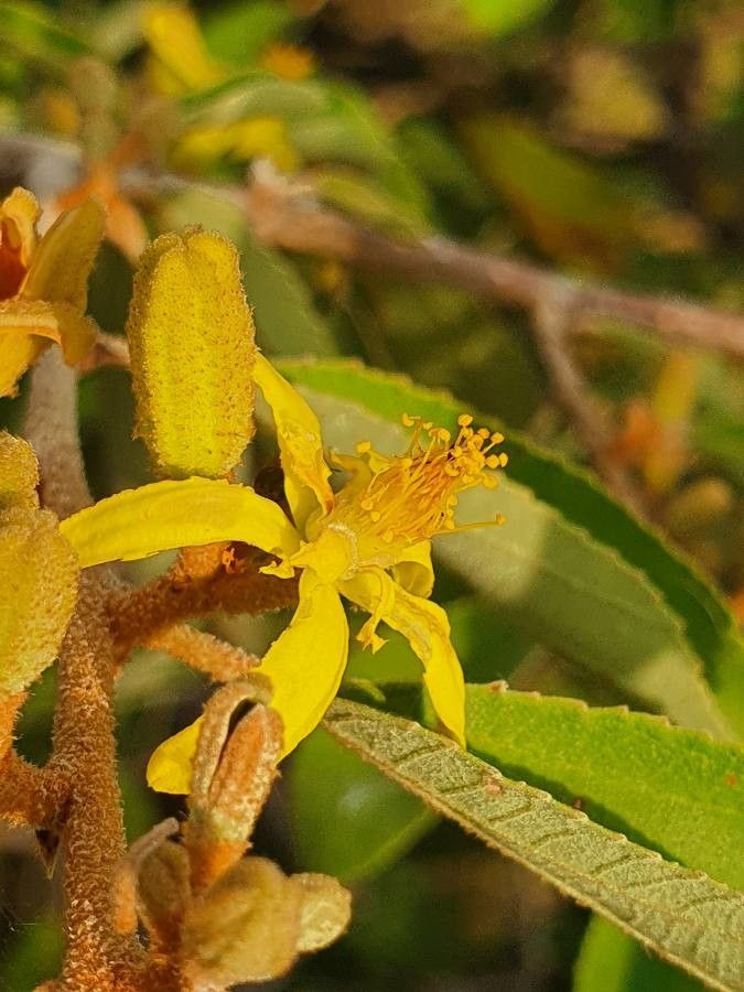 Grewia holstii flower