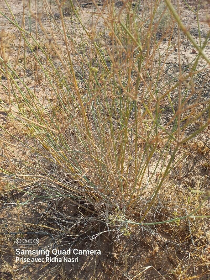 Deverra denudata — related species from the same genus