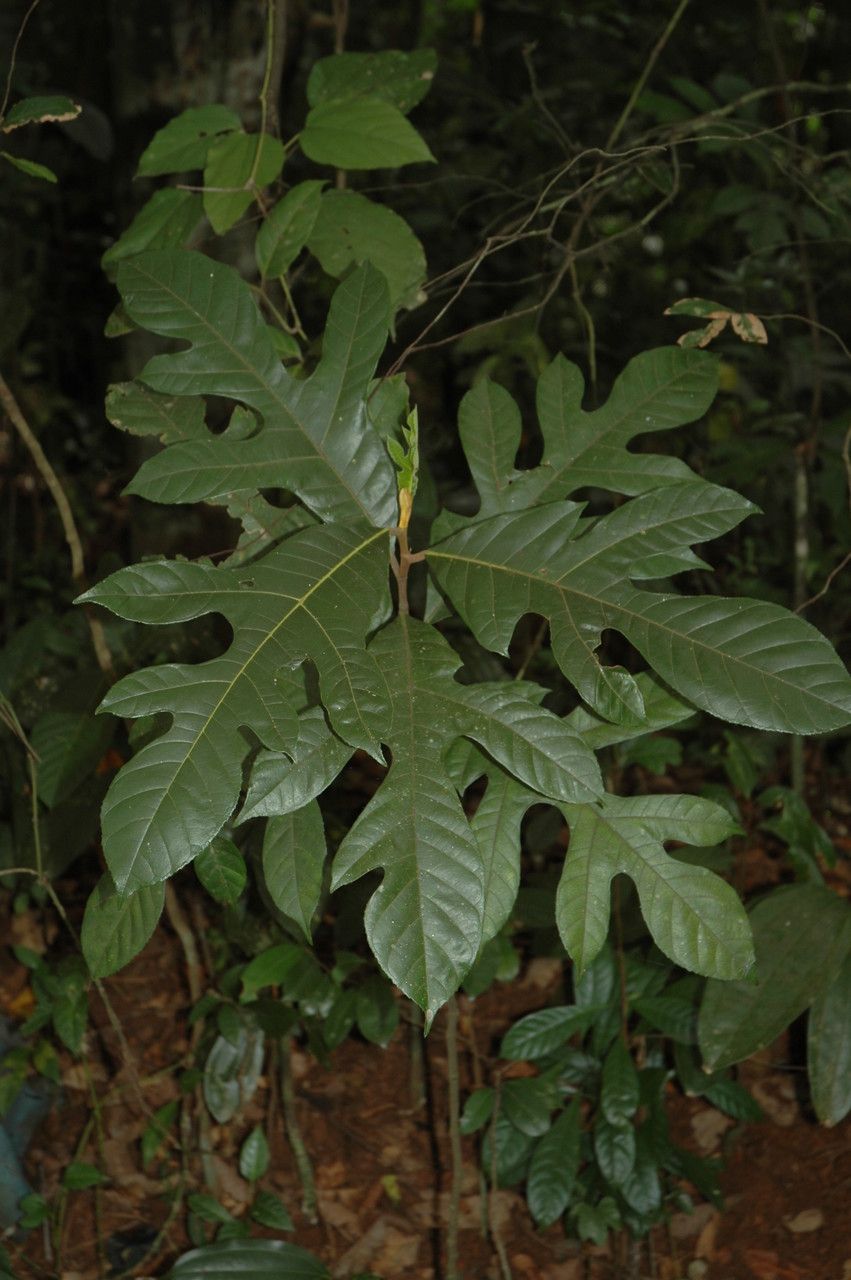 Artocarpus hispidus leaf