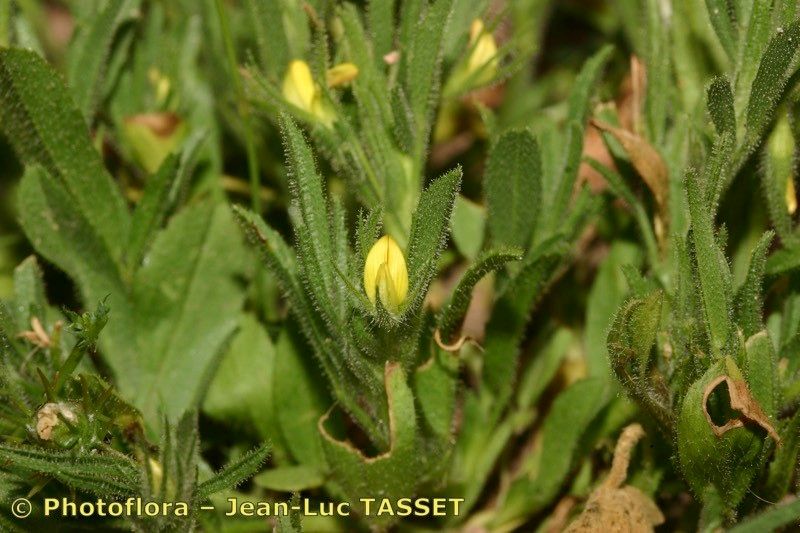 Ononis sicula flower