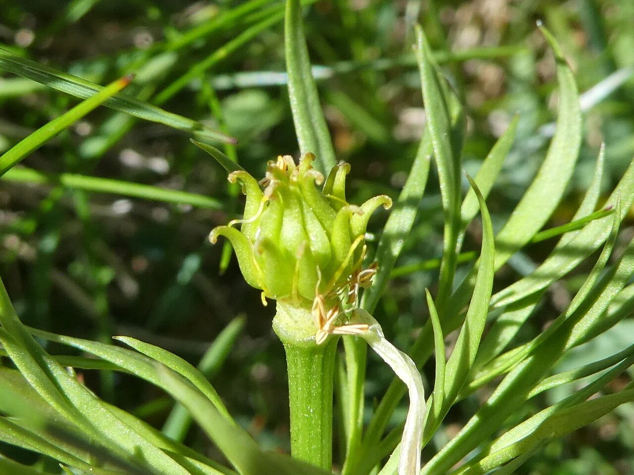 Adonis pyrenaica fruit