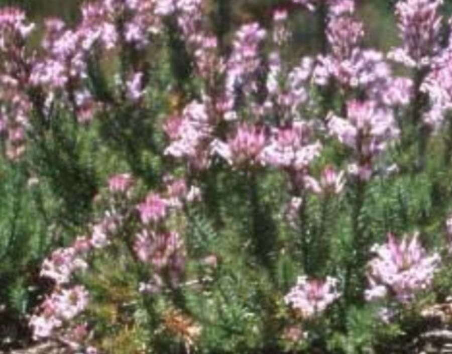Erica ventricosa flower