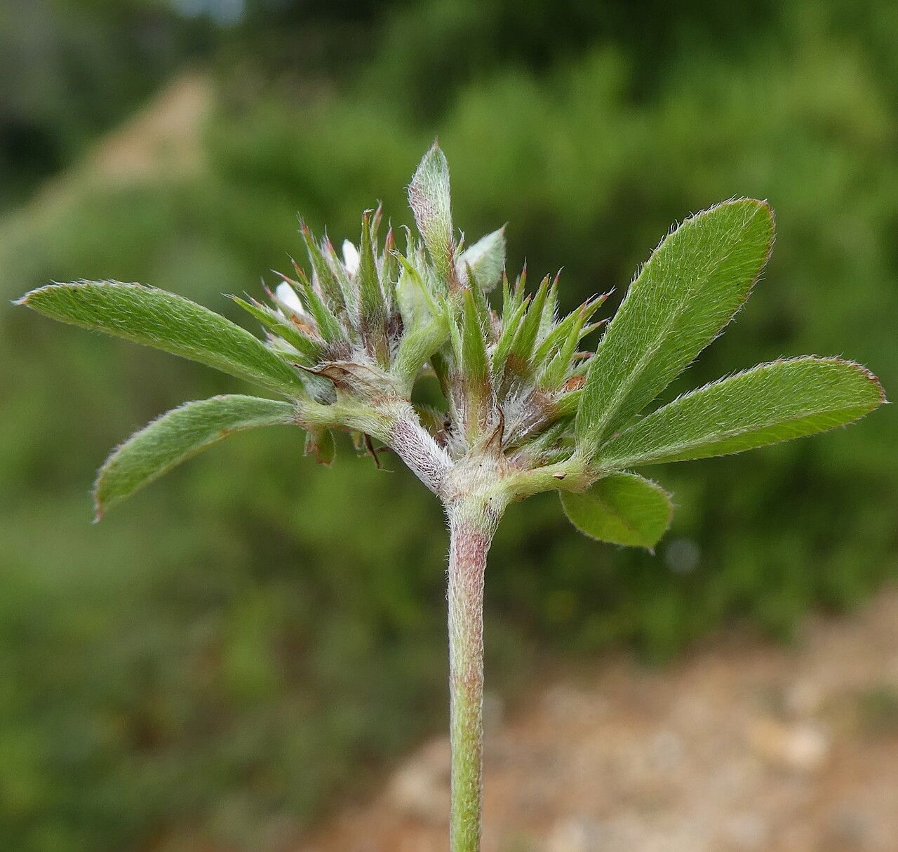 Trifolium scabrum — search result for 'Trifolium'