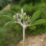 Trifolium scabrum