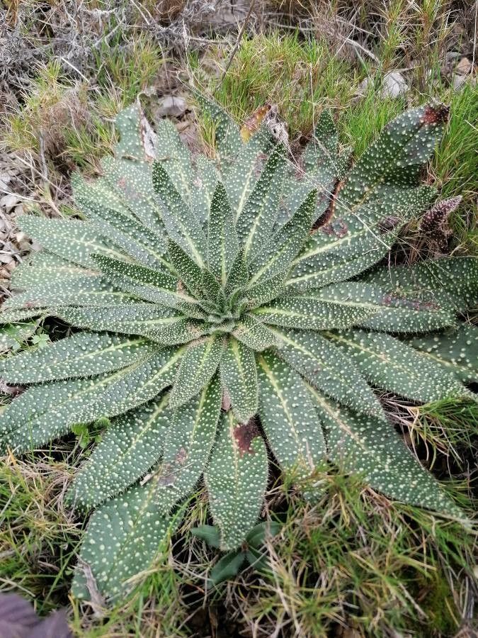 Echium asperrimum leaf