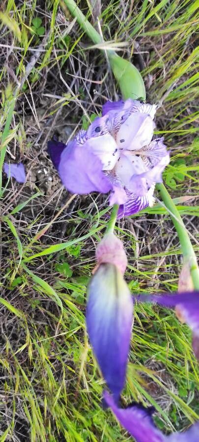 Iris lutescens — search result for 'Iridaceae'