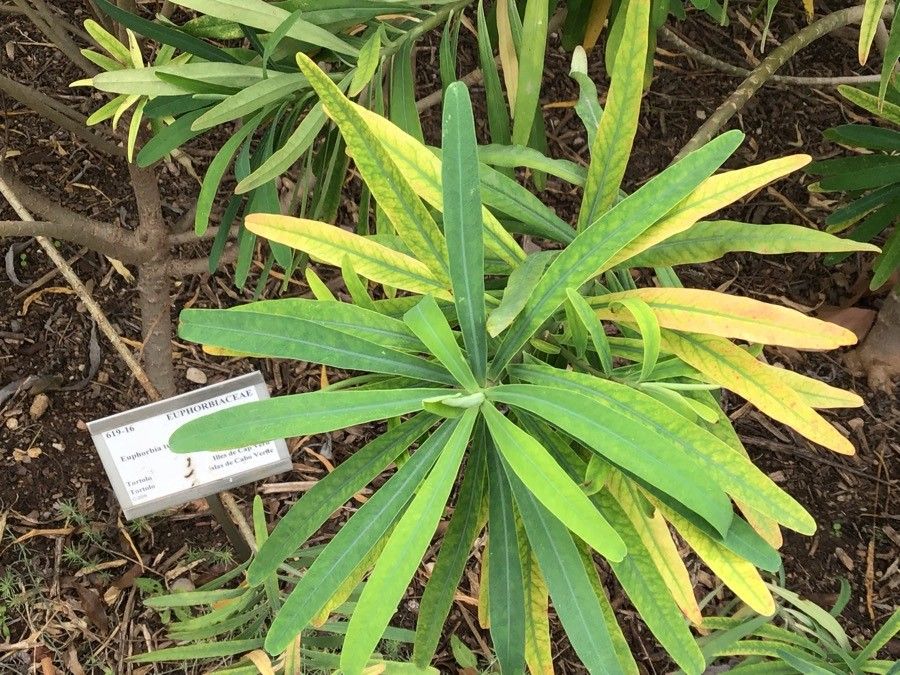 Euphorbia tuckeyana — houseplant care guide