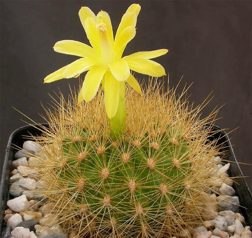 Matucana aurantiaca — related species from the same genus