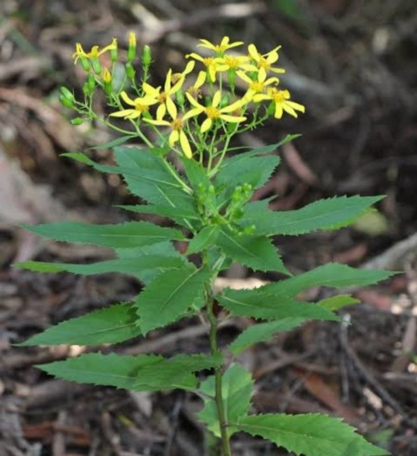 Senecio amygdalifolius — search result for 'Eucalyptus'