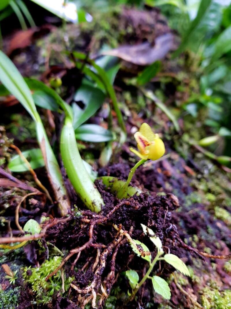 Maxillaria moralesii habit