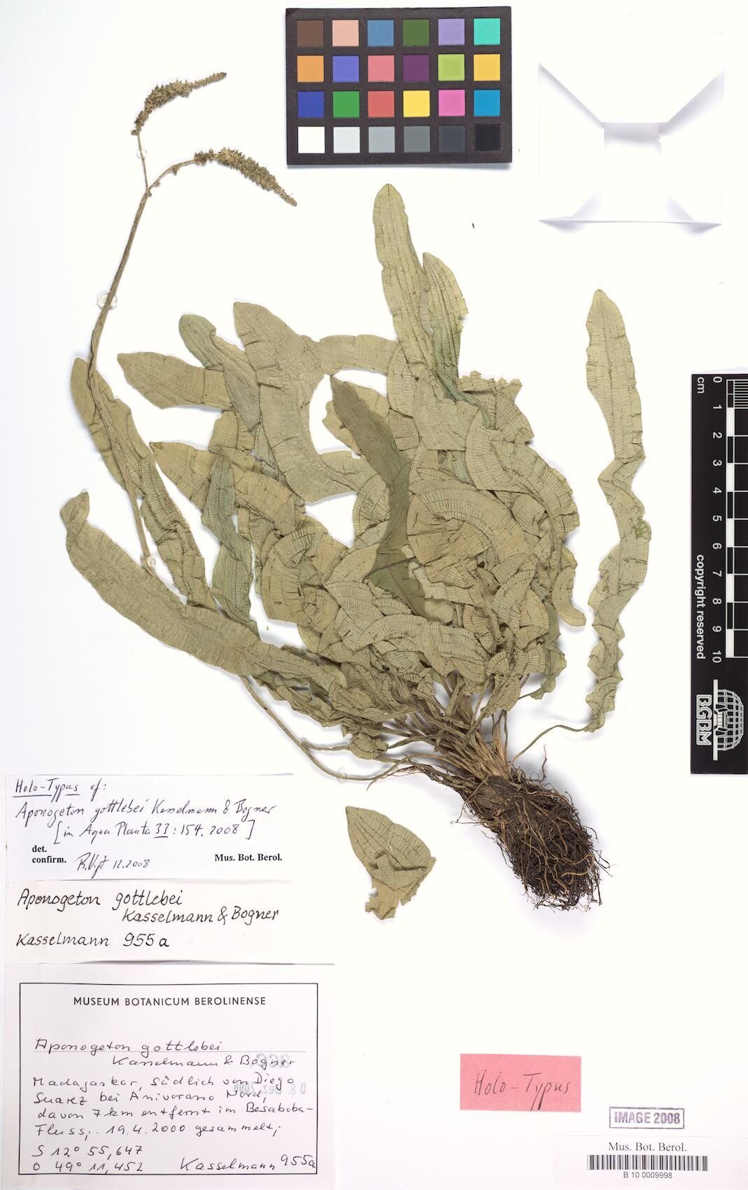 Aponogeton gottlebei — houseplant care guide