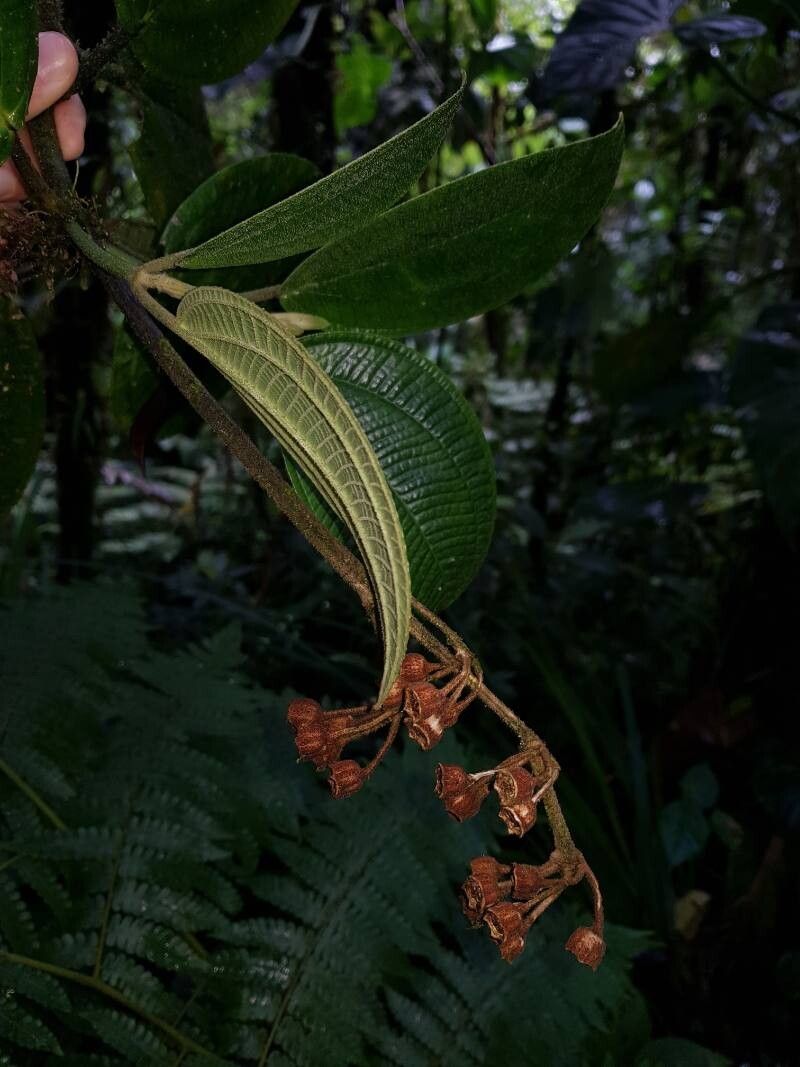 Meriania phlomoides fruit