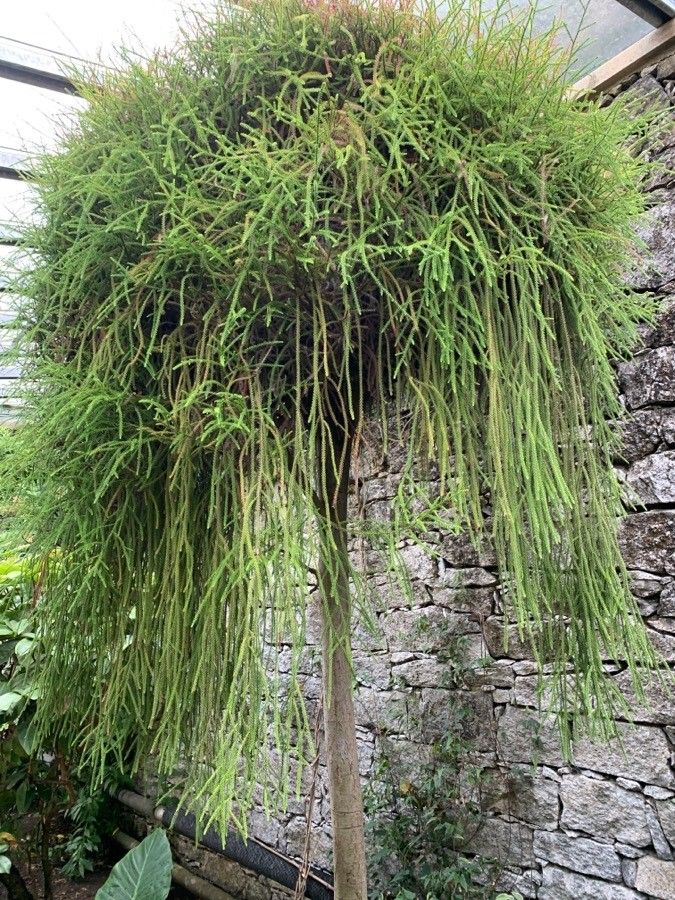 Dacrydium cupressinum habit