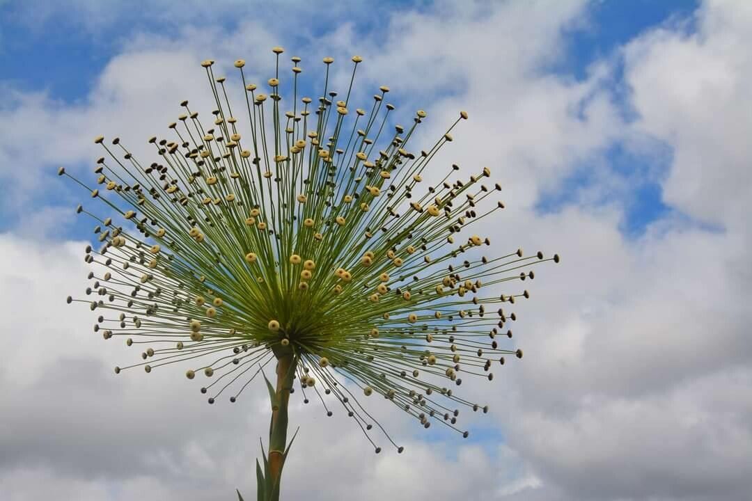 Paepalanthus chiquitensis flower