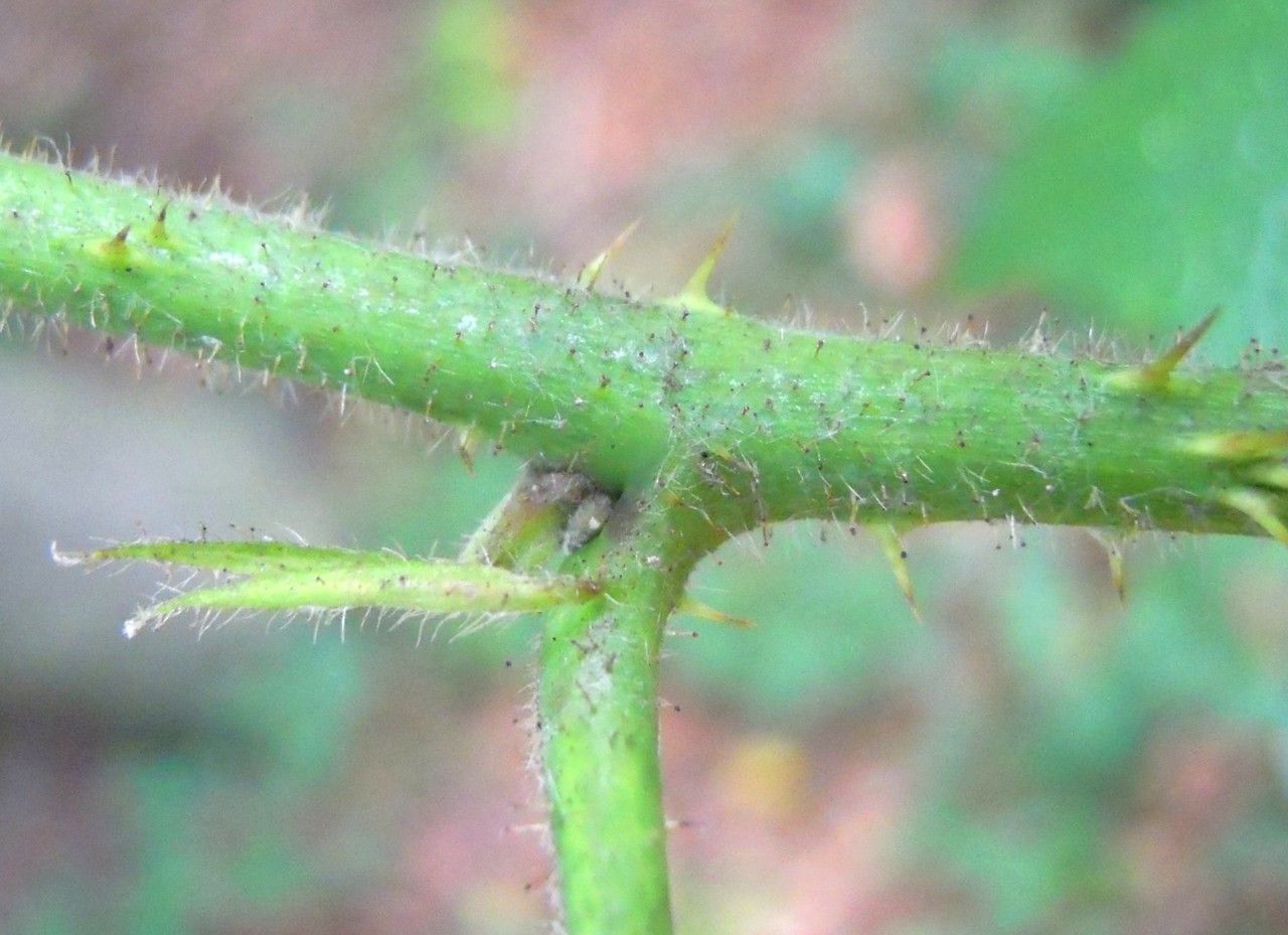 Rubus hilsianus bark