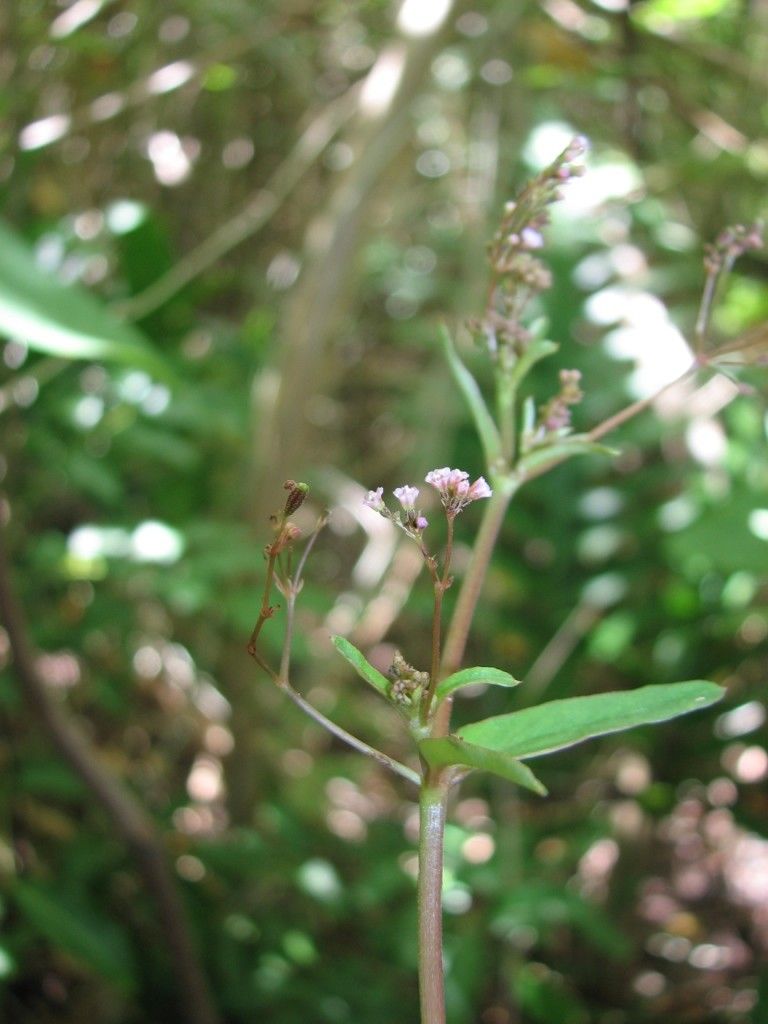 Boerhavia acutifolia — related species from the same genus