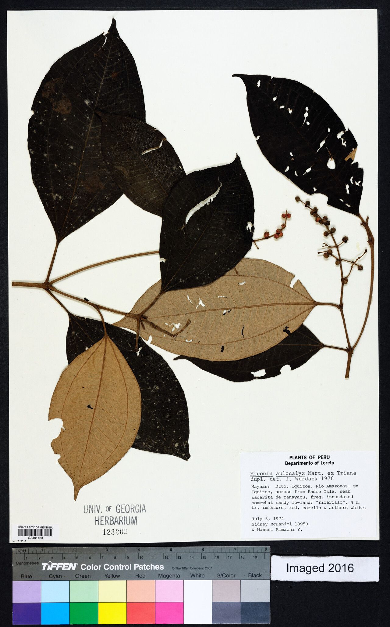 Miconia aulocalyx — houseplant care guide