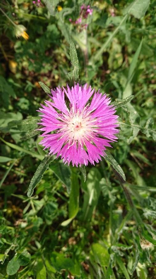 Centaurea pullata flower