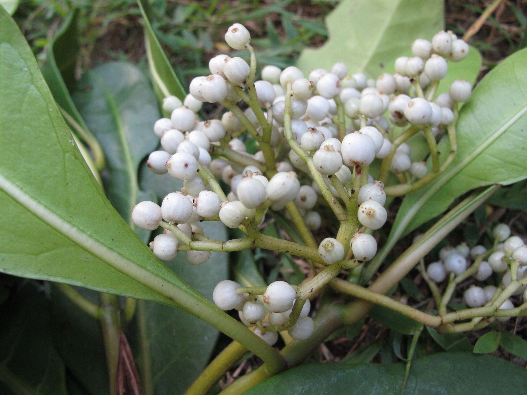 Psychotria obtusifolia — houseplant care guide