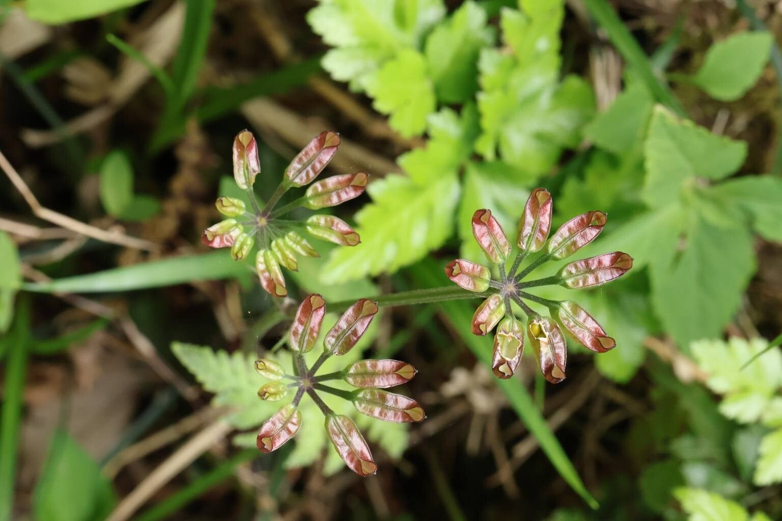 Coptis japonica fruit