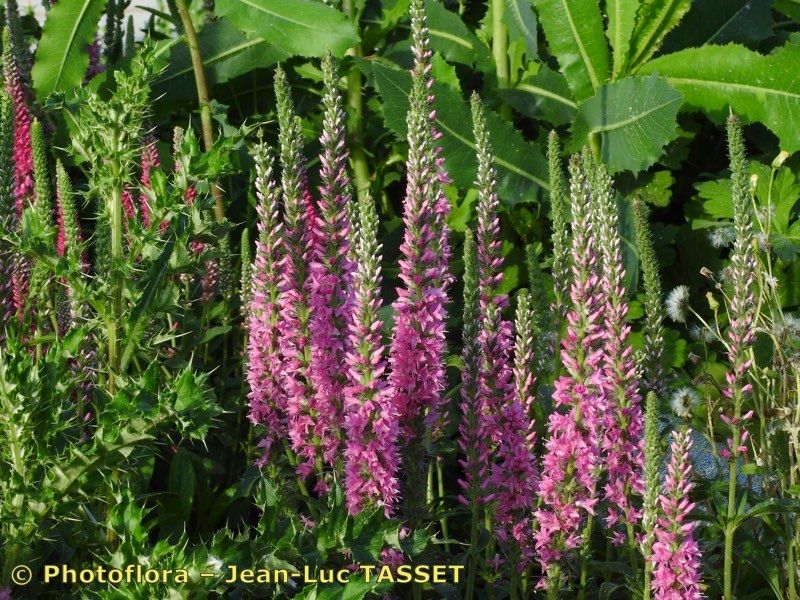 Veronica x sooiana habit