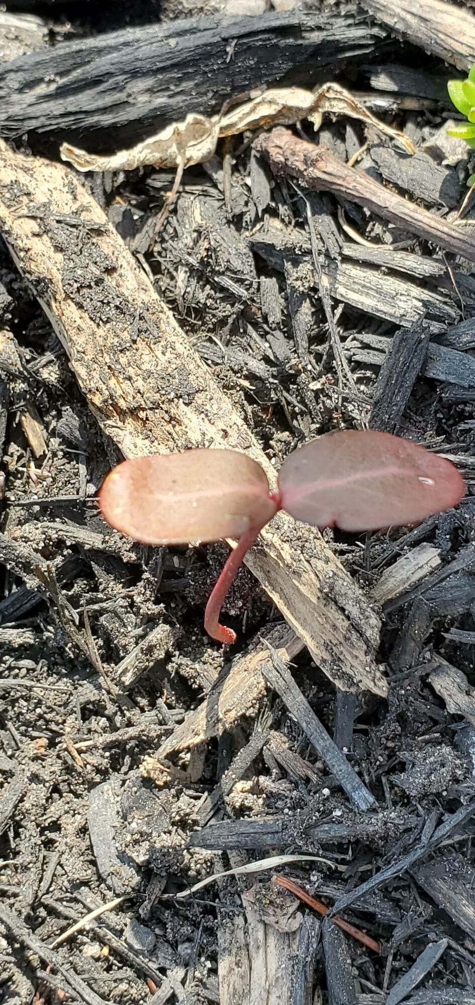 Hypericum fraseri — houseplant care guide