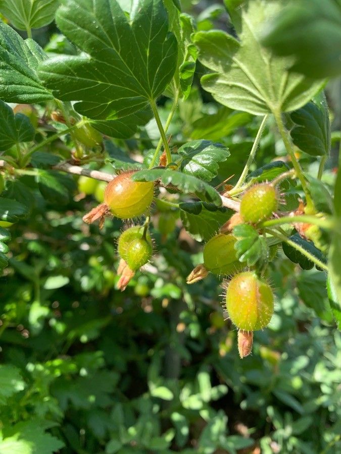 Ribes speciosum fruit