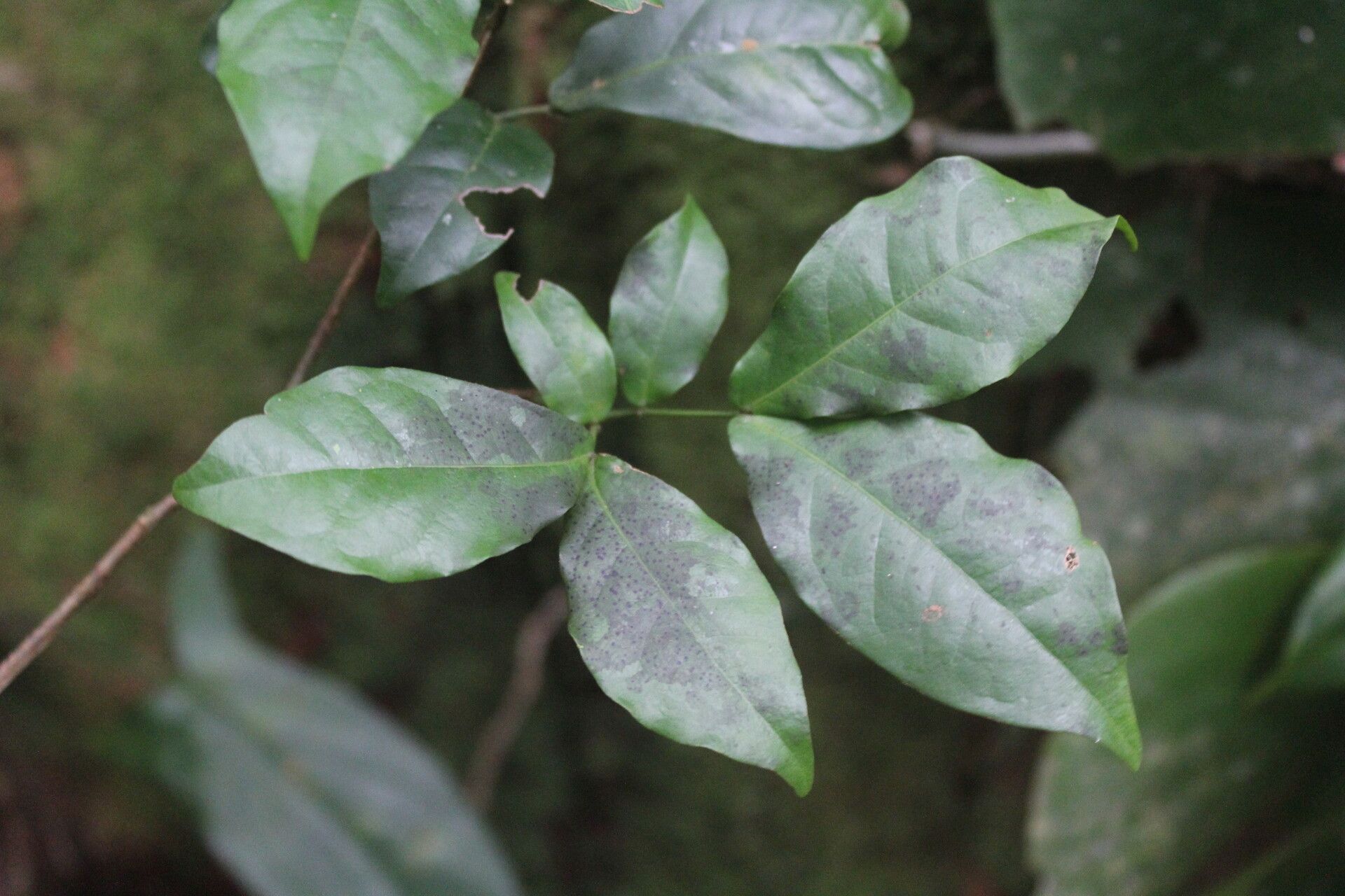Cojoba valerioi leaf