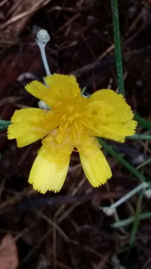 Crepis vesicaria fruit