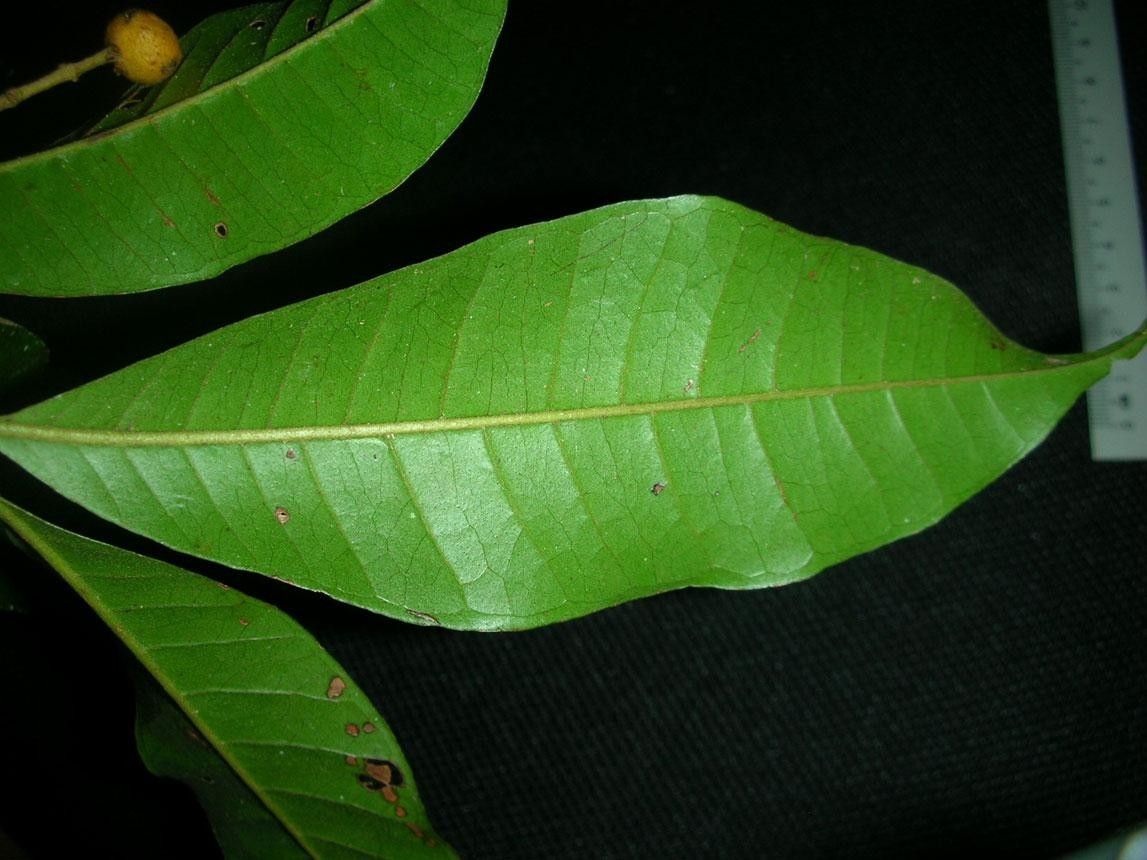 Myrcia aliena leaf