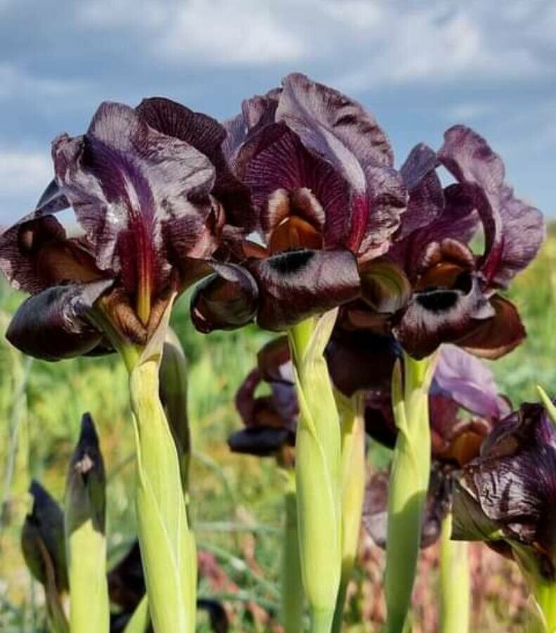 Iris nigricans flower
