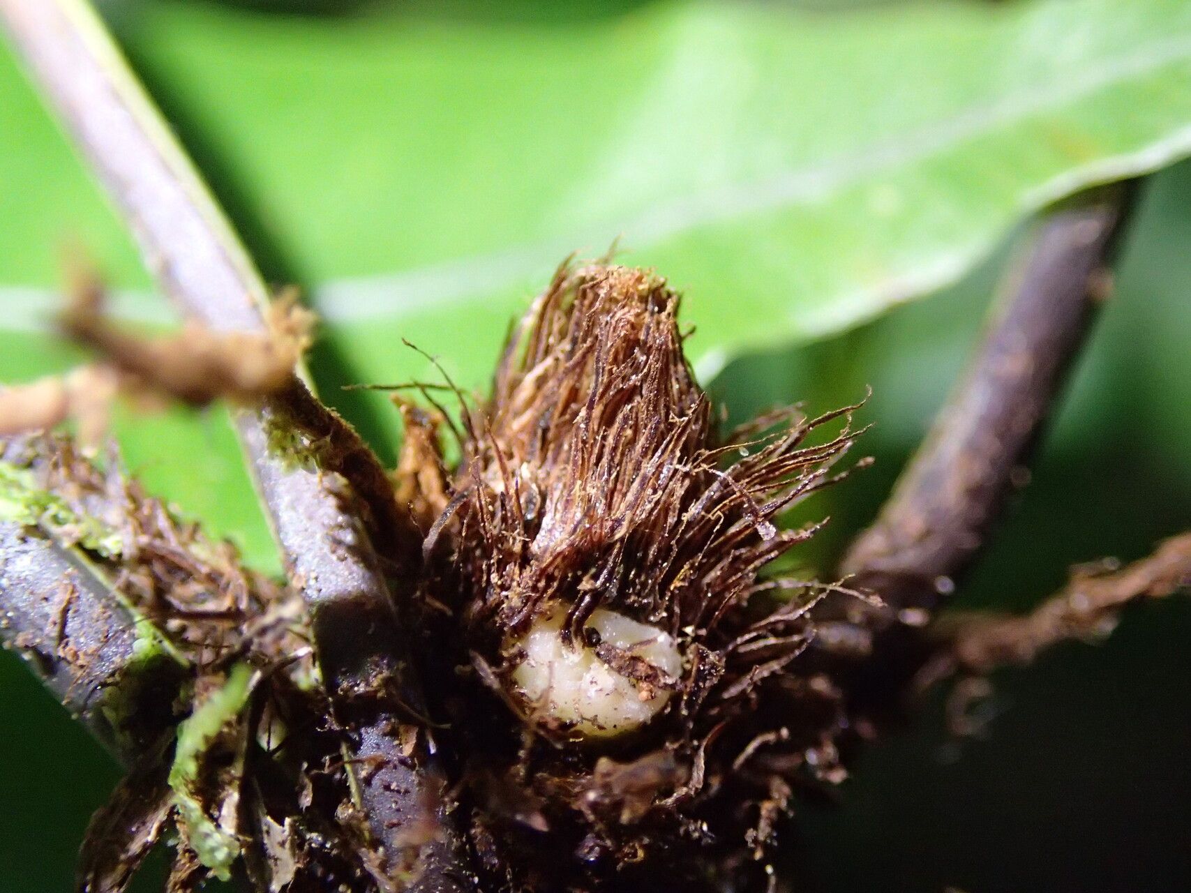 Asplenium hemitomum other