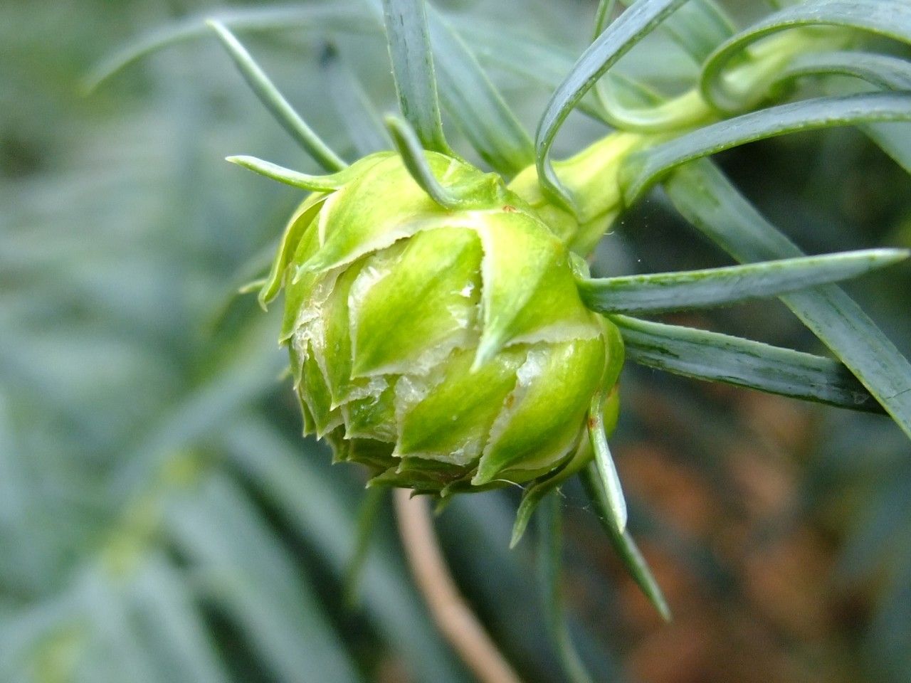Cunninghamia konishii fruit