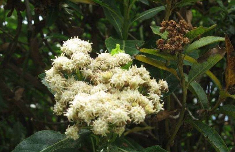 Vachellia rehmanniana flower