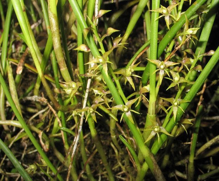 Epidendrum stangeanum other