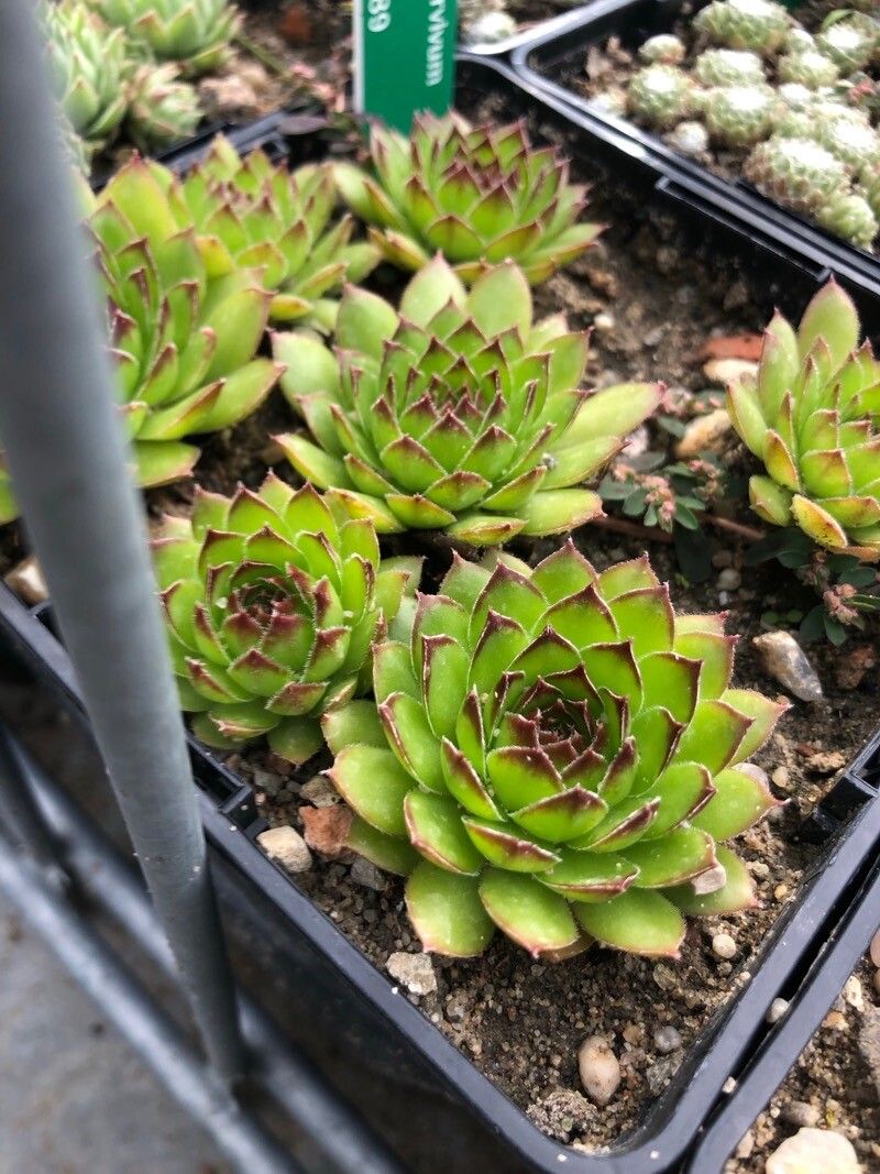 Sempervivum atlanticum
