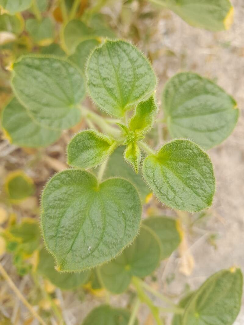 Cleome droserifolia — search result for 'Cleome'
