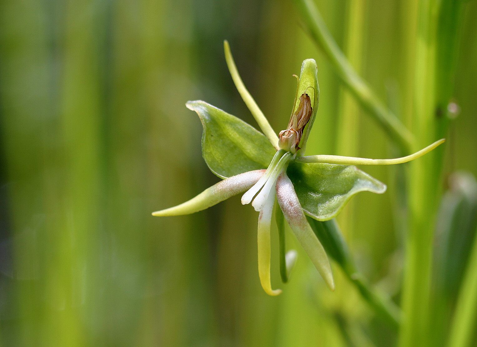 Habenaria rautaneniana — houseplant care guide