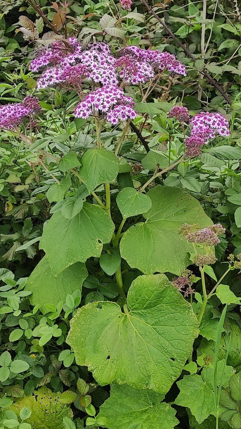Pericallis papyracea habit