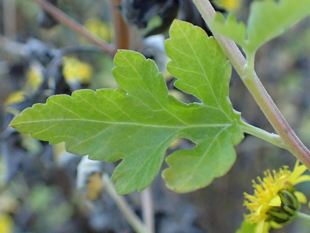 Dendranthema lavandulifolium