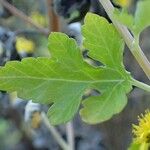 Dendranthema lavandulifolium