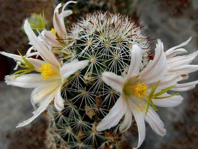 Cochemiea hutchisoniana habit