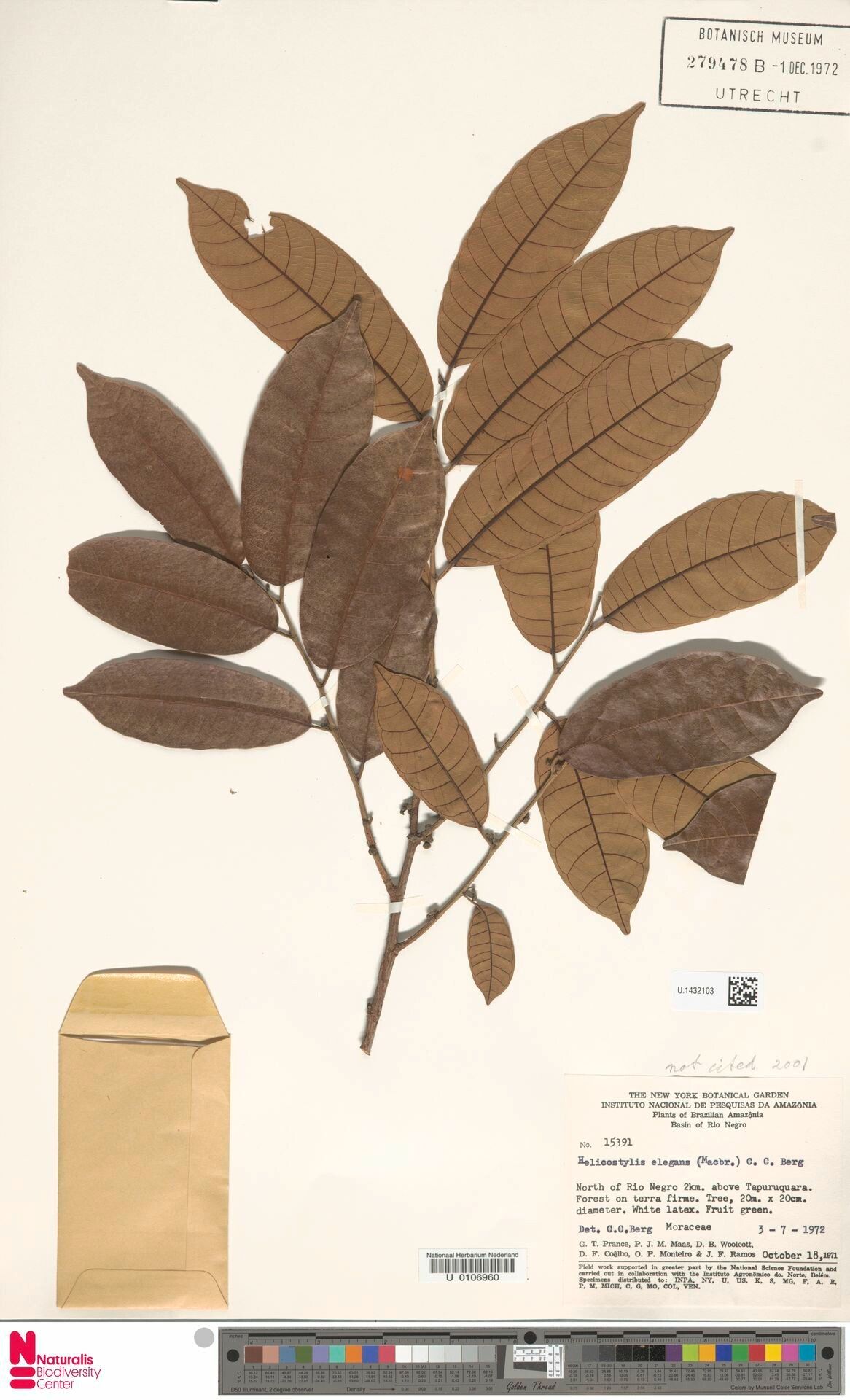 Helicostylis elegans leaf