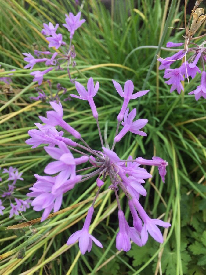 Tulbaghia violacea flower