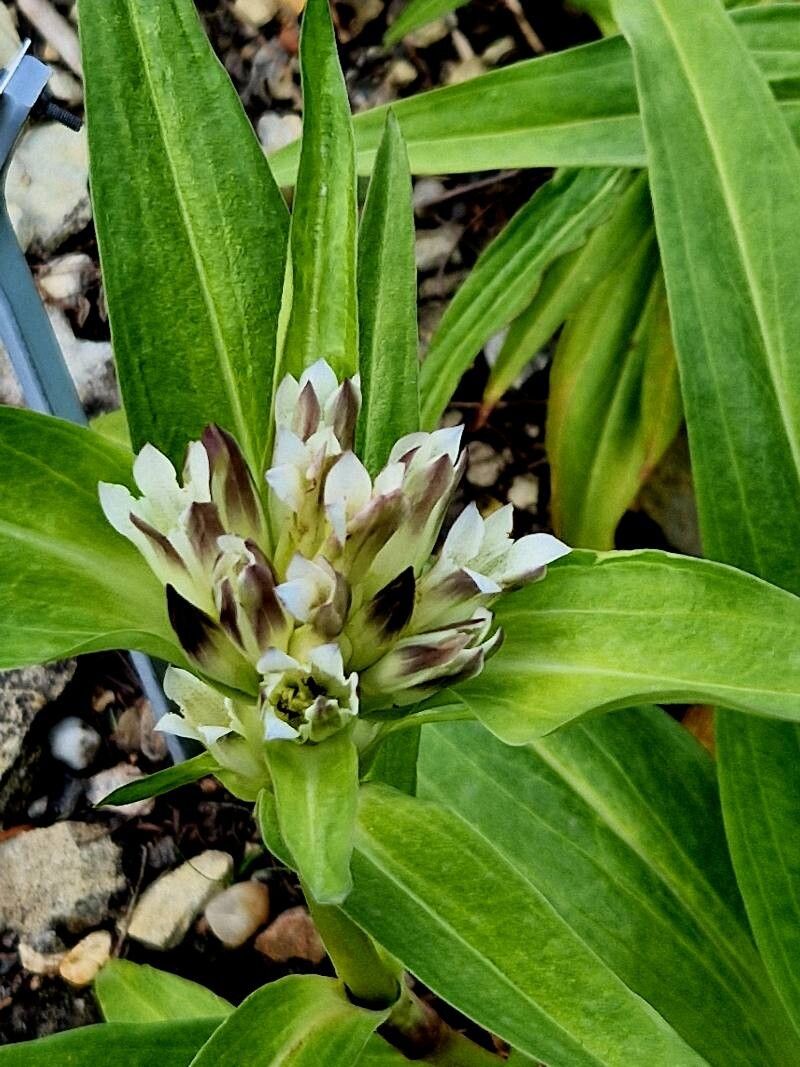 Gentiana tibetica flower