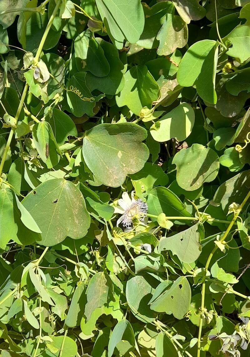 Passiflora elegans habit