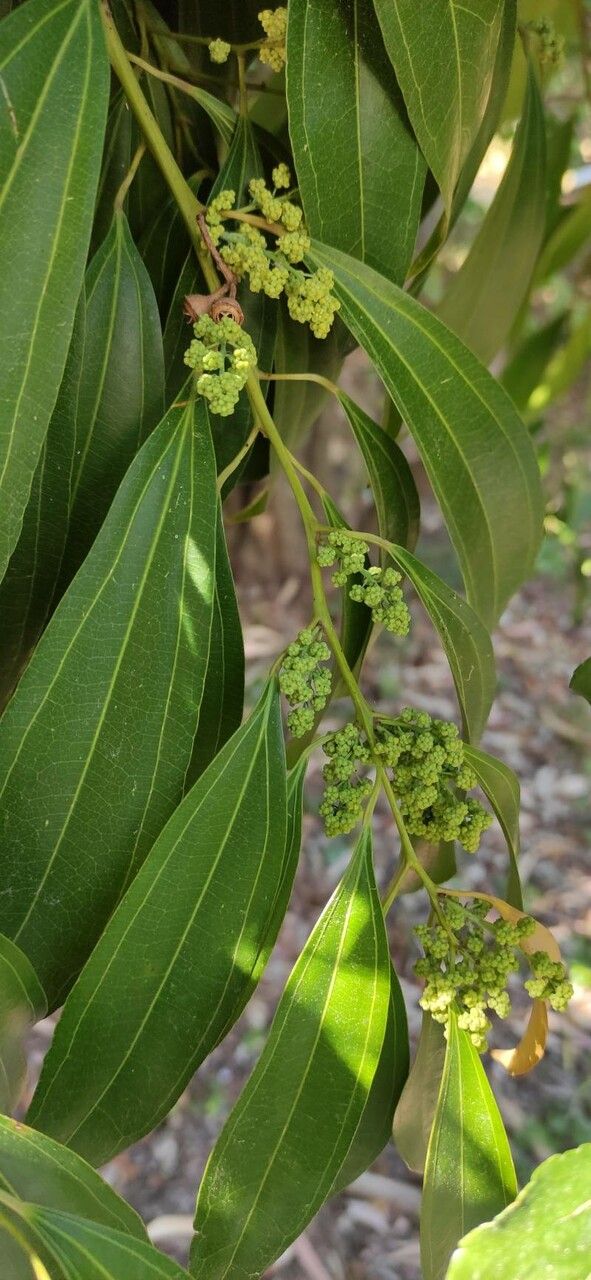 Cocculus laurifolius flower
