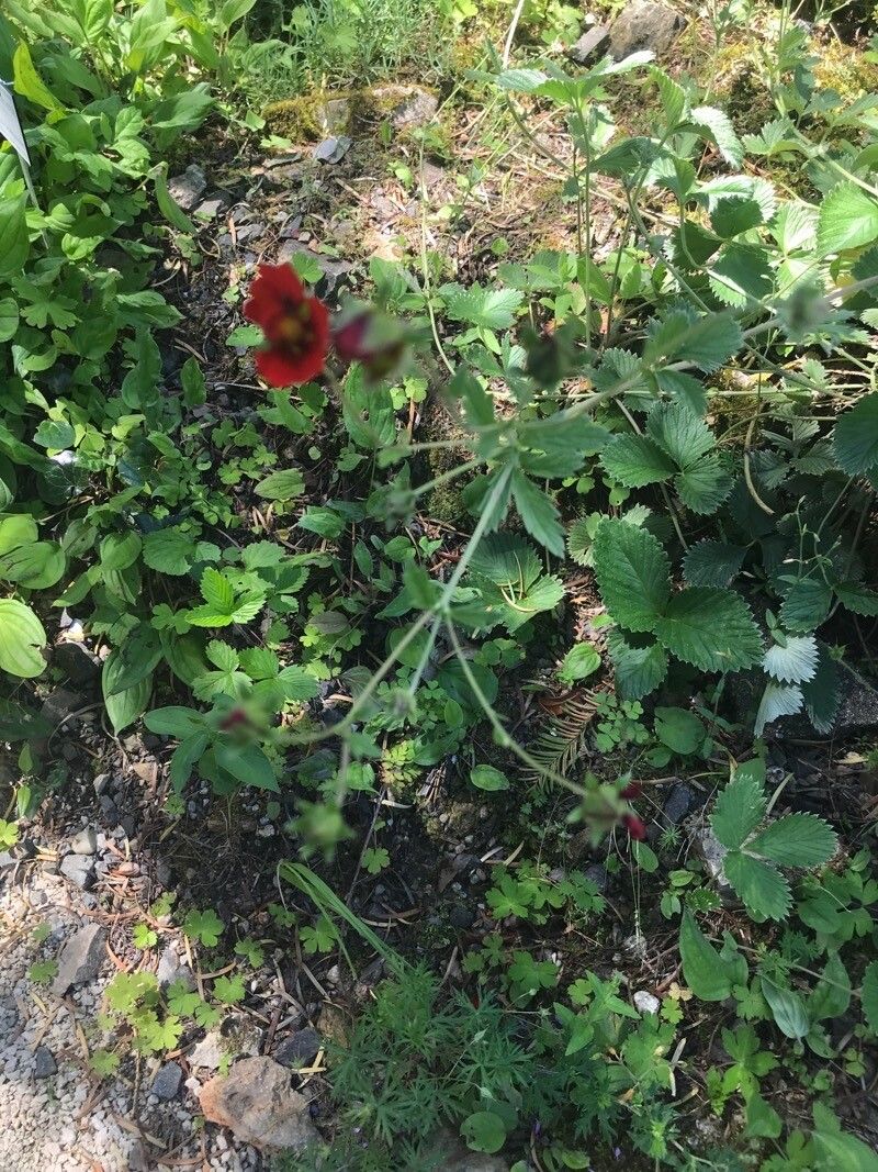 Potentilla atrosanguinea habit