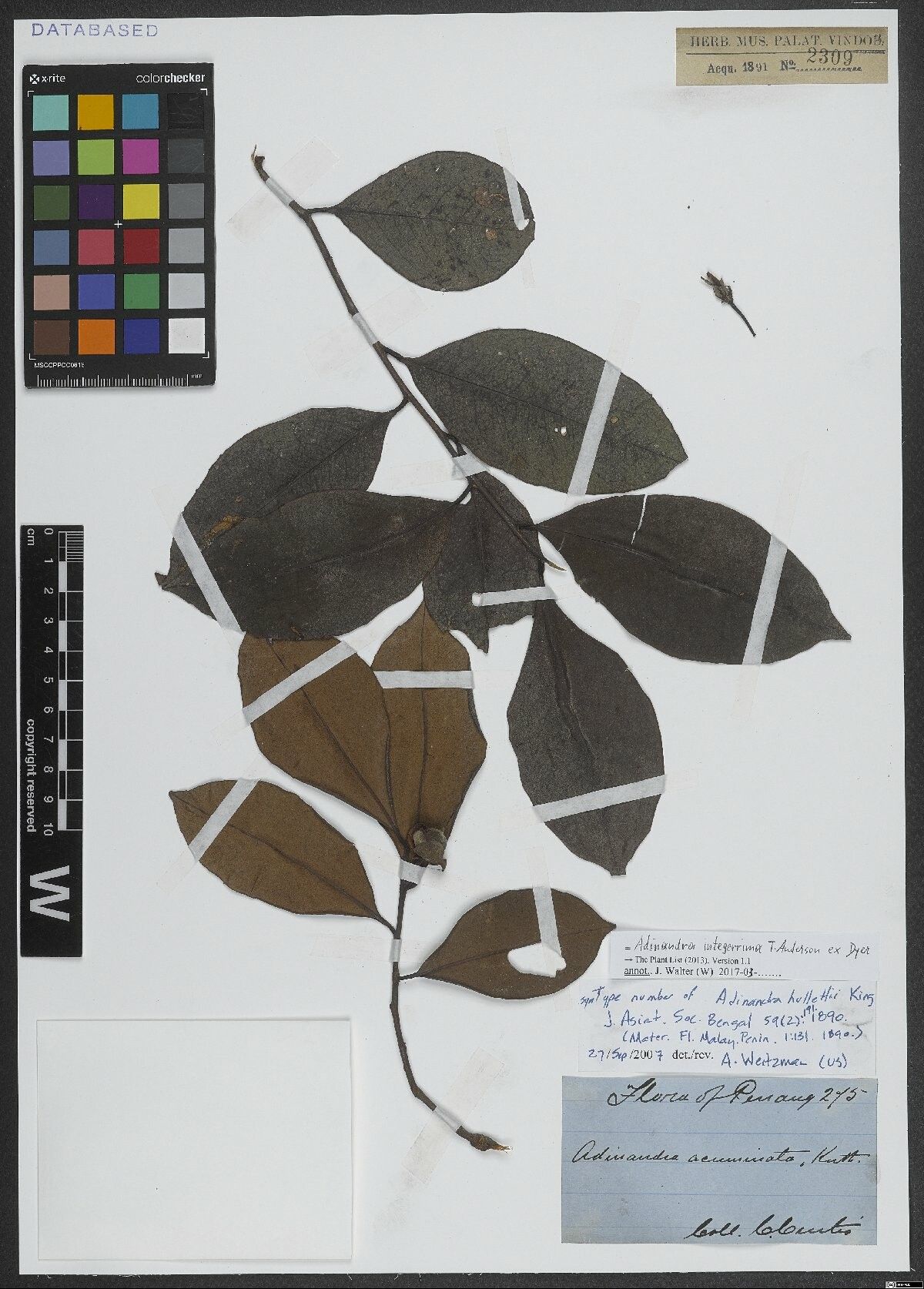 Adinandra integerrima — related species from the same genus